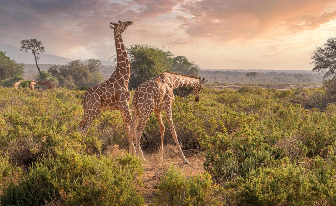 Kenya safari packing list — sunset savannah with giraffes