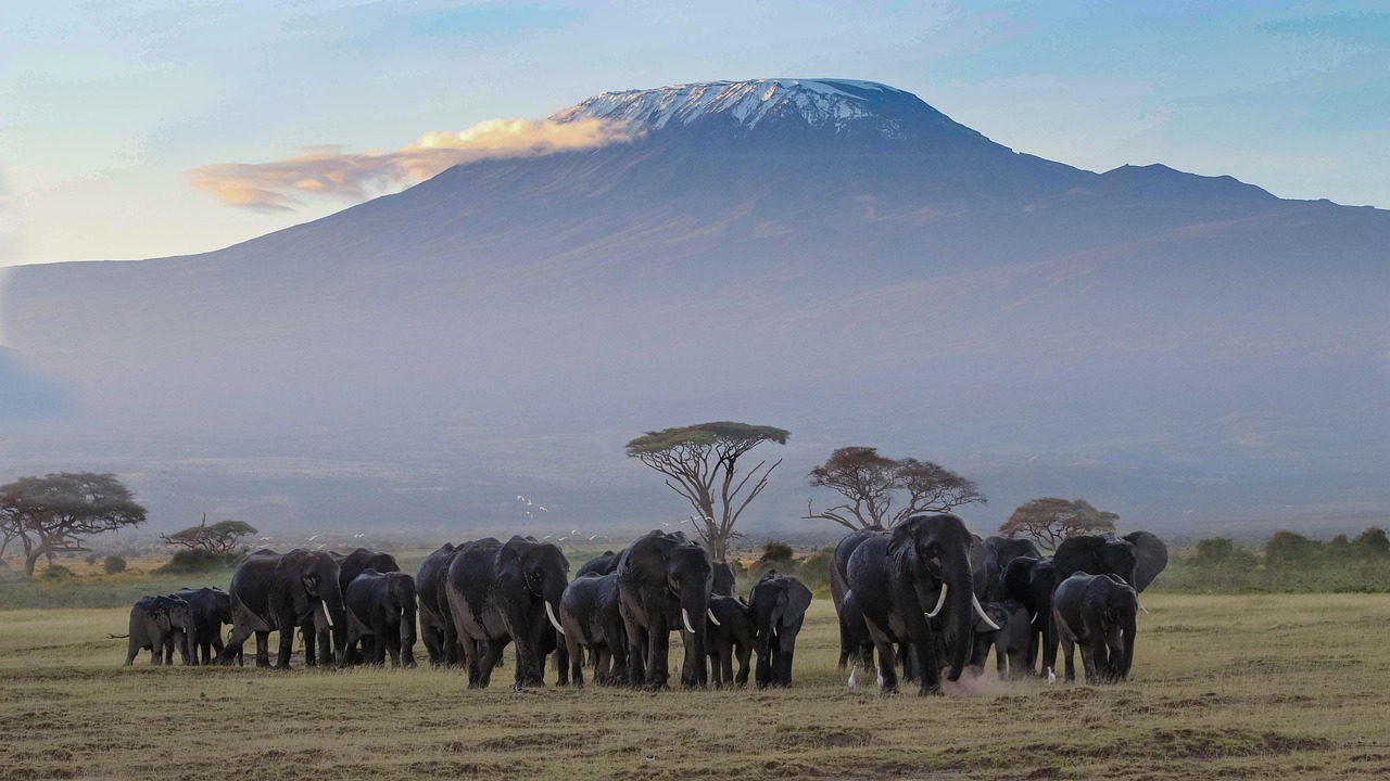Amboseli elephants with Mount Kilimanjaro — Kenya safari