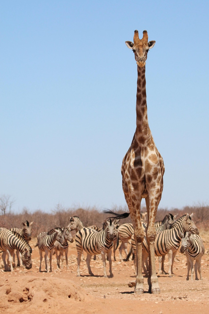 Budget group trips Kenya — safari wildlife experiences