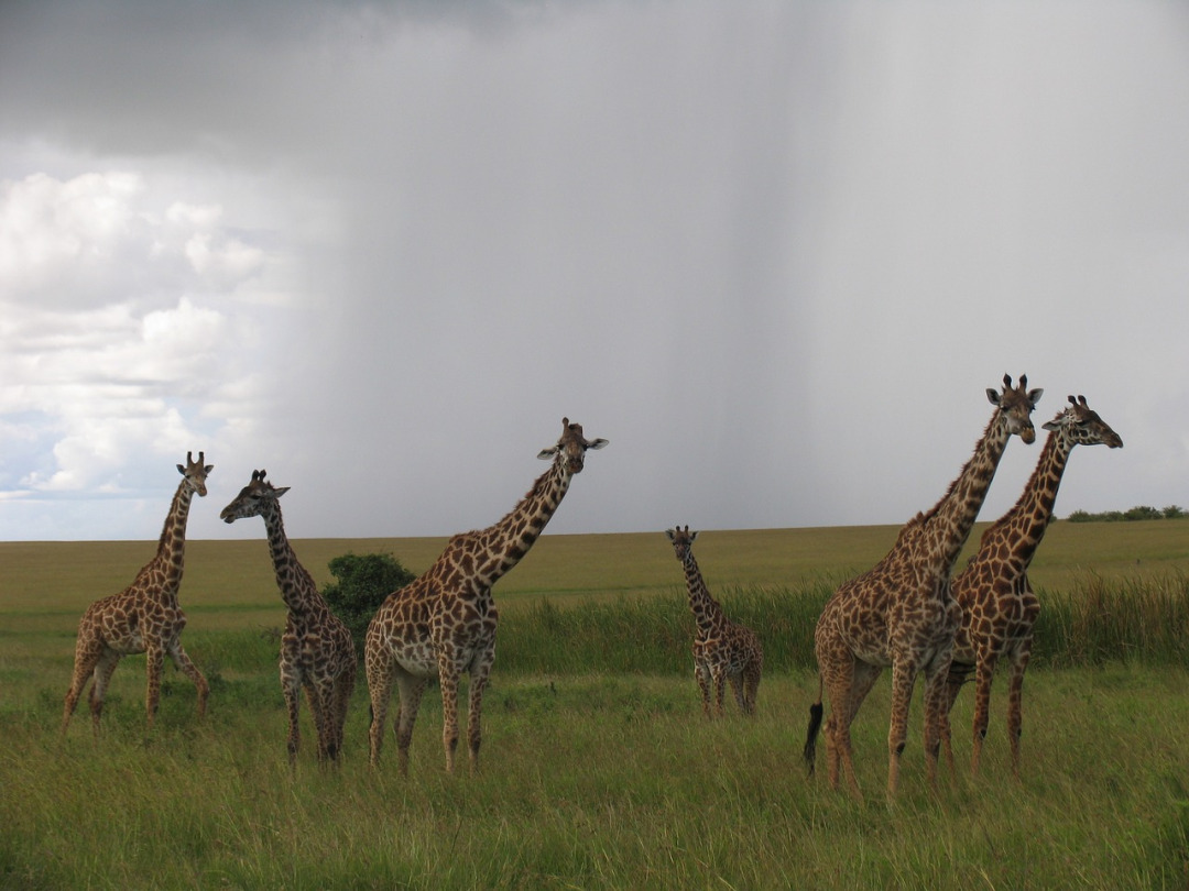 3 day Maasai Mara budget safari — giraffes on the savannah