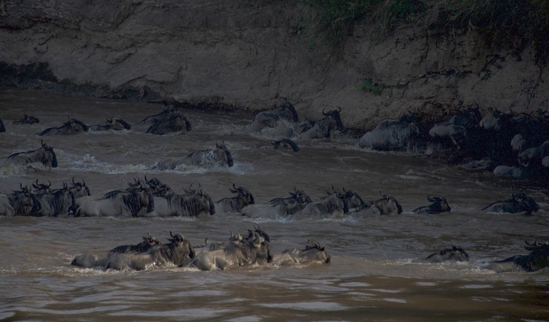 Wildebeest migration — Mara River crossing in Maasai Mara, Kenya