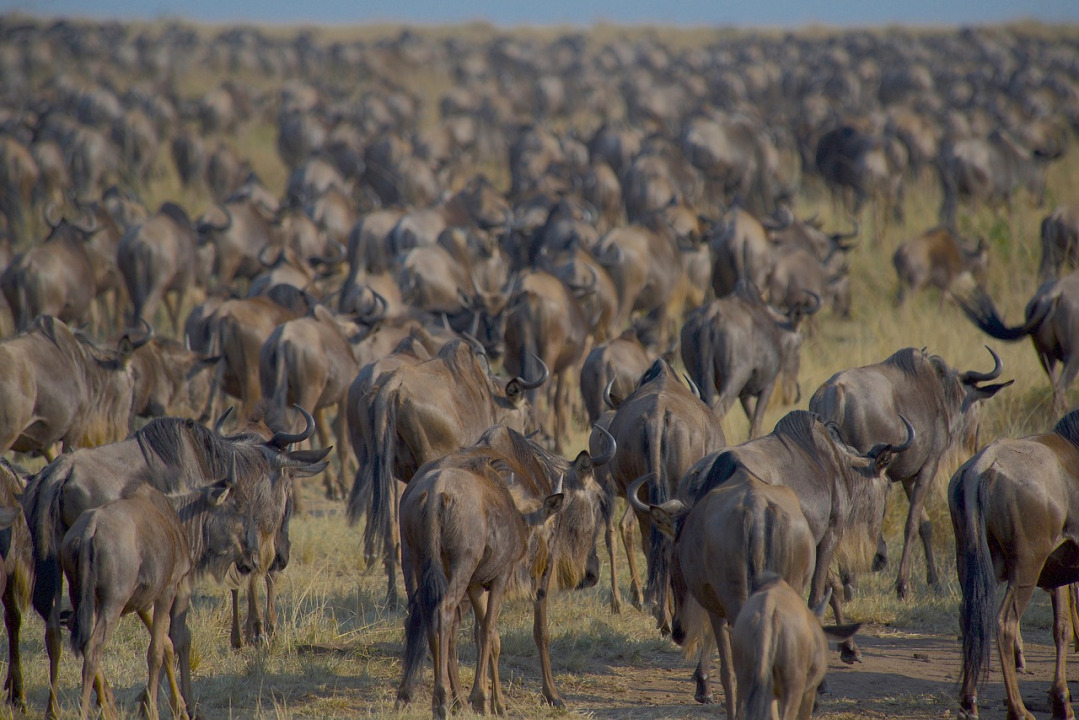 Best time to visit Maasai Mara — wildebeests on the savannah